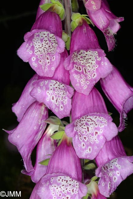 Digitalis purpurea