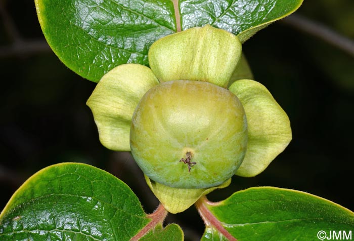 Diospyros kaki