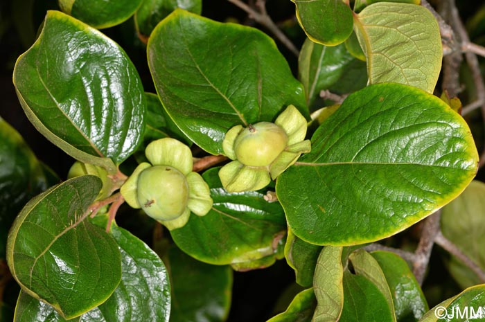 Diospyros kaki