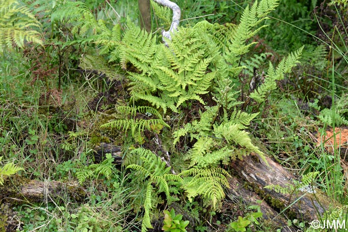 Dryopteris aemula