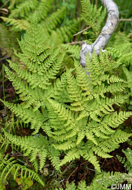 Dryopteris aemula