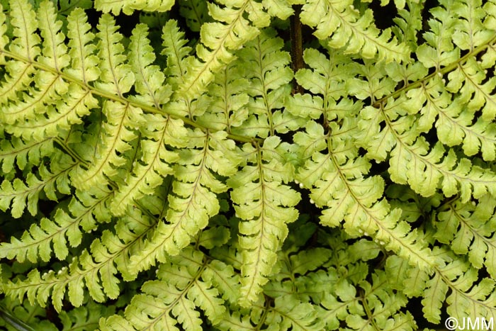 Dryopteris aemula