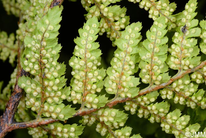 Dryopteris aemula