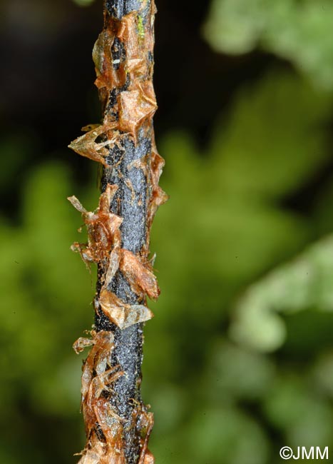 Dryopteris aemula