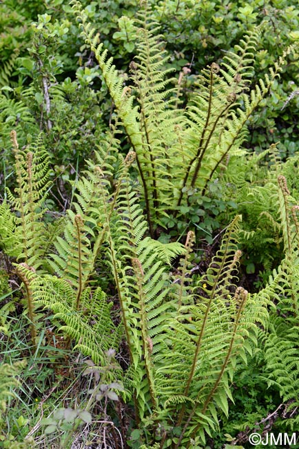 Dryopteris affinis subsp. affinis