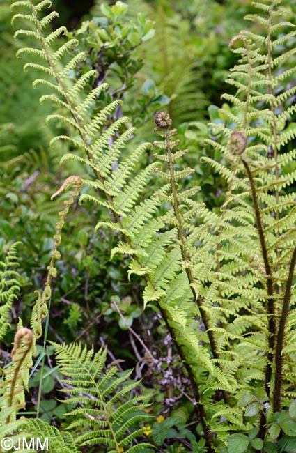 Dryopteris affinis subsp. affinis