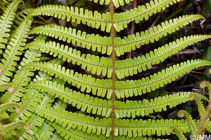 Dryopteris affinis subsp. affinis