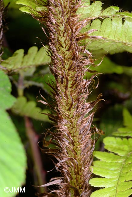 Dryopteris affinis subsp. affinis