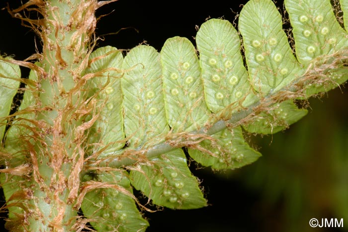 Dryopteris affinis subsp. affinis