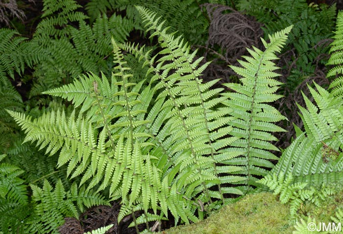 Dryopteris affinis subsp. affinis