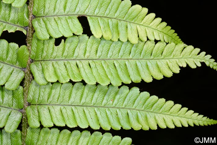 Dryopteris affinis subsp. affinis