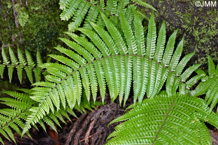 Dryopteris affinis subsp. affinis