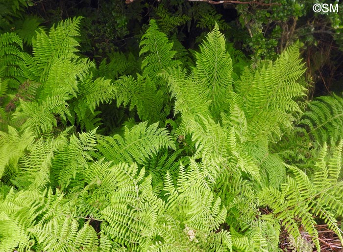 Dryopteris azorica