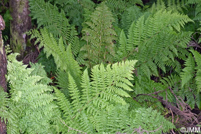 Dryopteris azorica