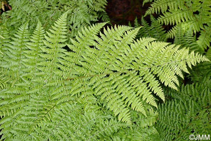 Dryopteris azorica