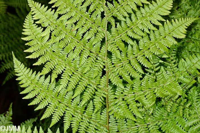 Dryopteris azorica