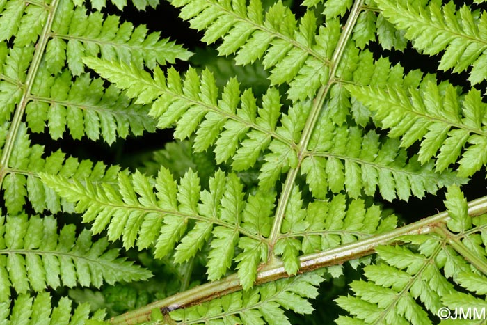 Dryopteris azorica