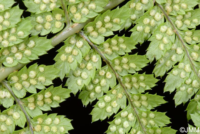 Dryopteris azorica