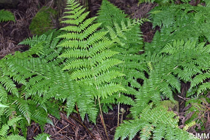 Dryopteris azorica