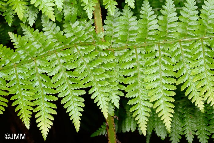 Dryopteris azorica