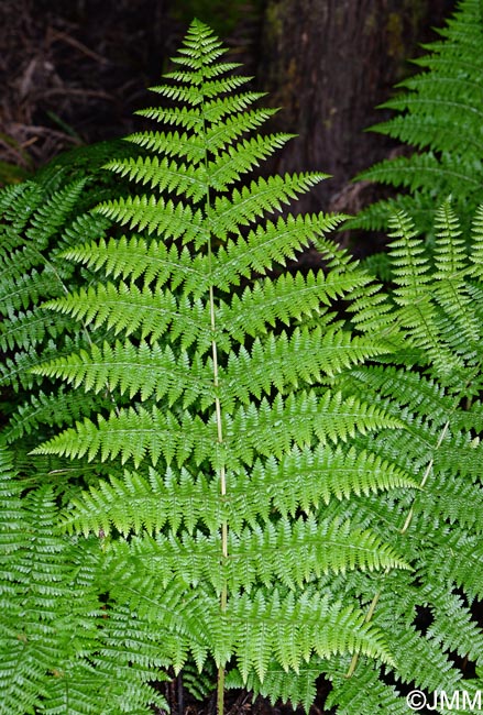 Dryopteris azorica