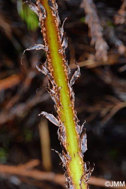 Dryopteris azorica