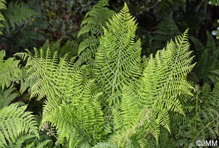 Dryopteris azorica