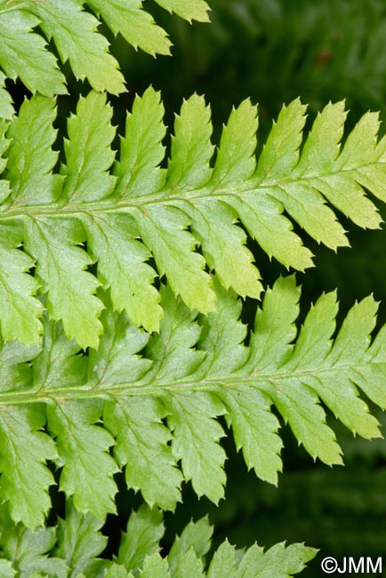 Dryopteris azorica