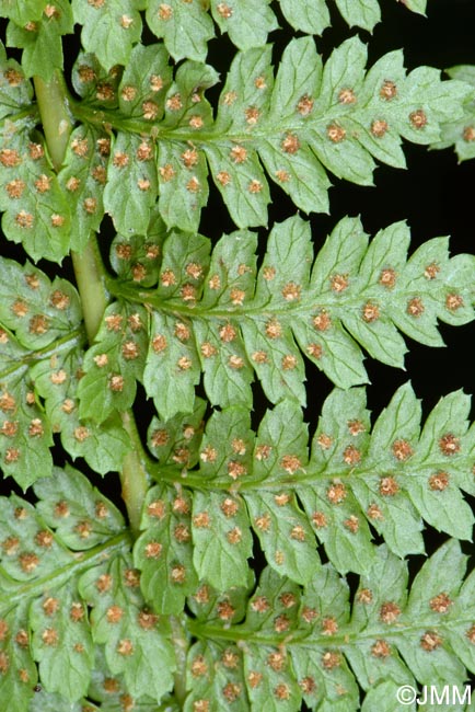 Dryopteris azorica