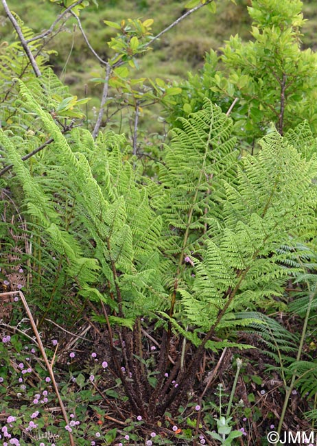 Dryopteris azorica