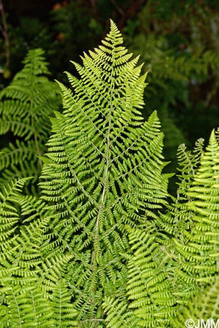 Dryopteris azorica