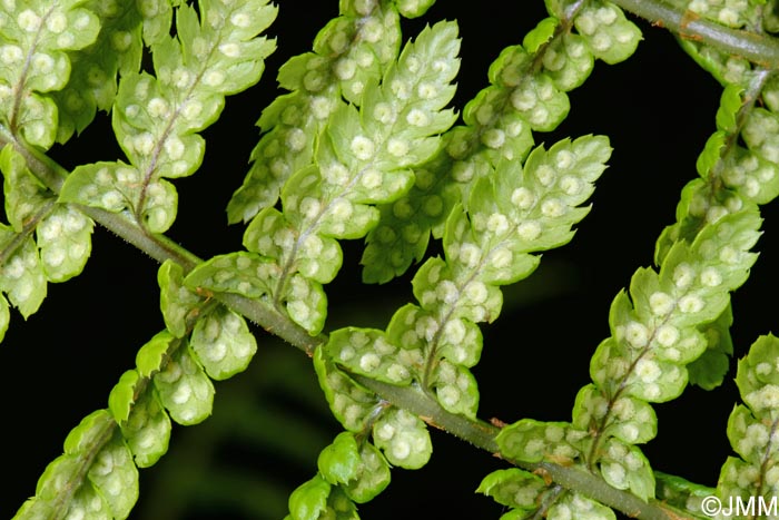 Dryopteris azorica