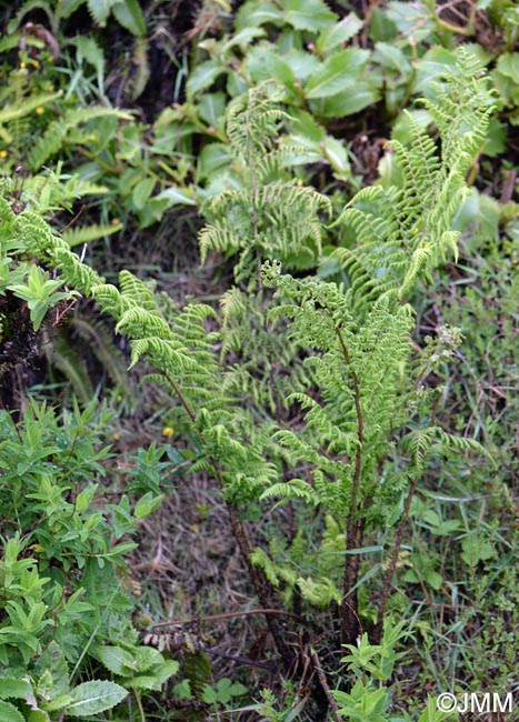 Dryopteris azorica