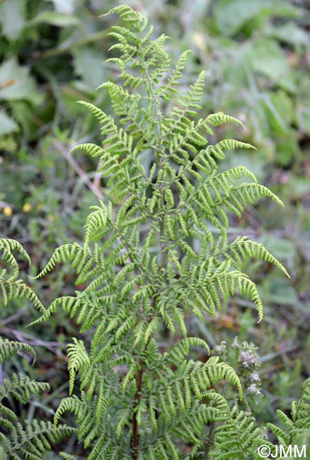 Dryopteris azorica