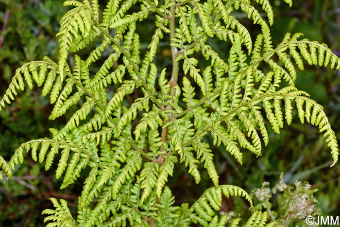 Dryopteris azorica