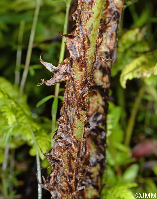 Dryopteris azorica