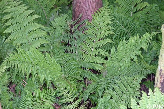 Dryopteris azorica