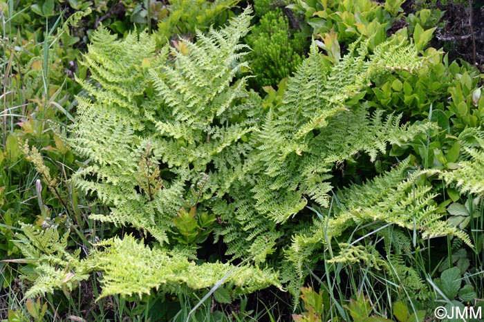 Dryopteris crispifolia