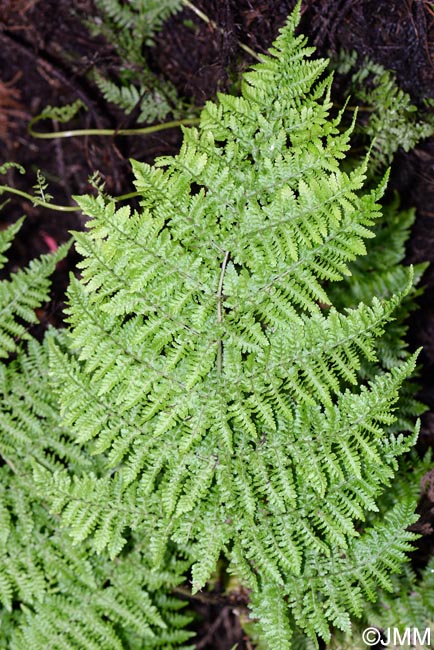 Dryopteris crispifolia