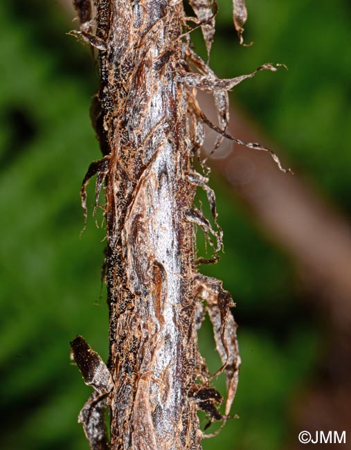 Dryopteris crispifolia