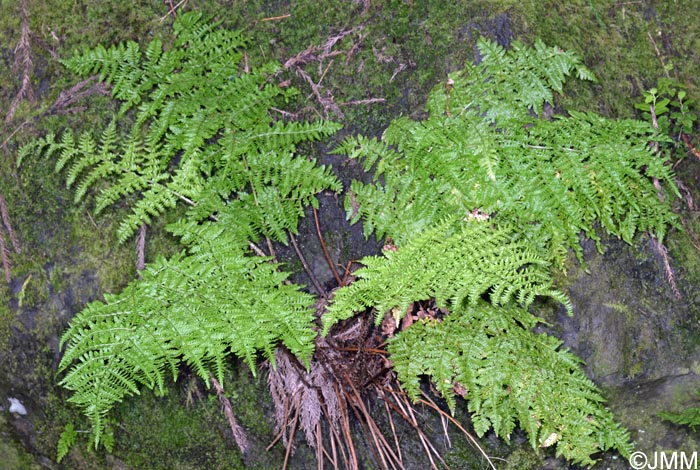 Dryopteris crispifolia