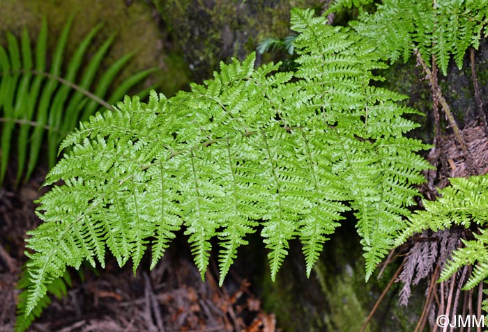 Dryopteris crispifolia