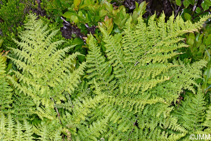 Dryopteris crispifolia