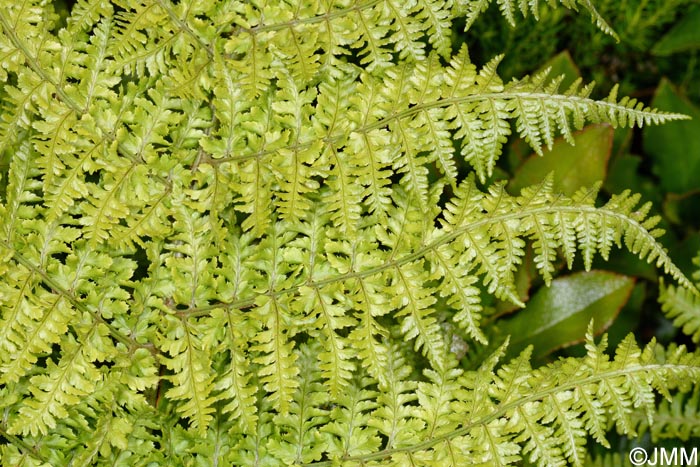 Dryopteris crispifolia