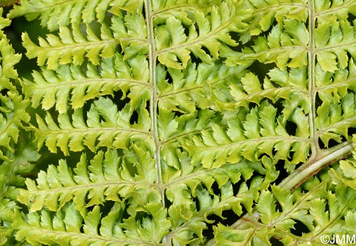 Dryopteris crispifolia