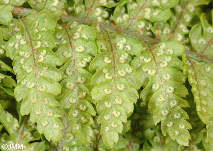 Dryopteris crispifolia