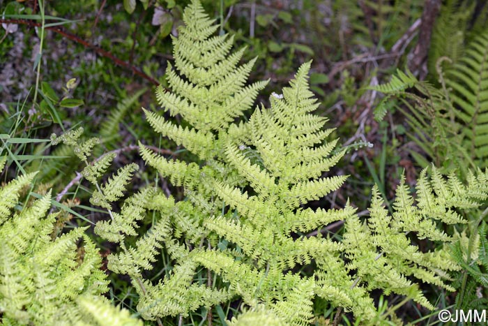 Dryopteris crispifolia