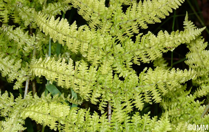 Dryopteris crispifolia