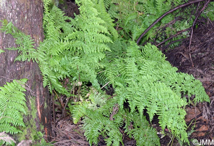 Dryopteris crispifolia