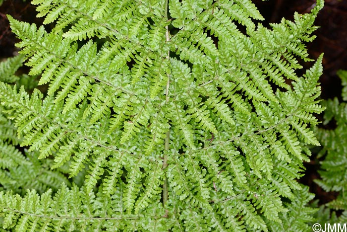 Dryopteris crispifolia